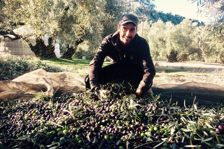 biologische olijvenoogst, eeuwenoude olijfgaard