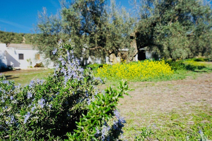 tuin en olijfgaard van B&B Casa valle de oro