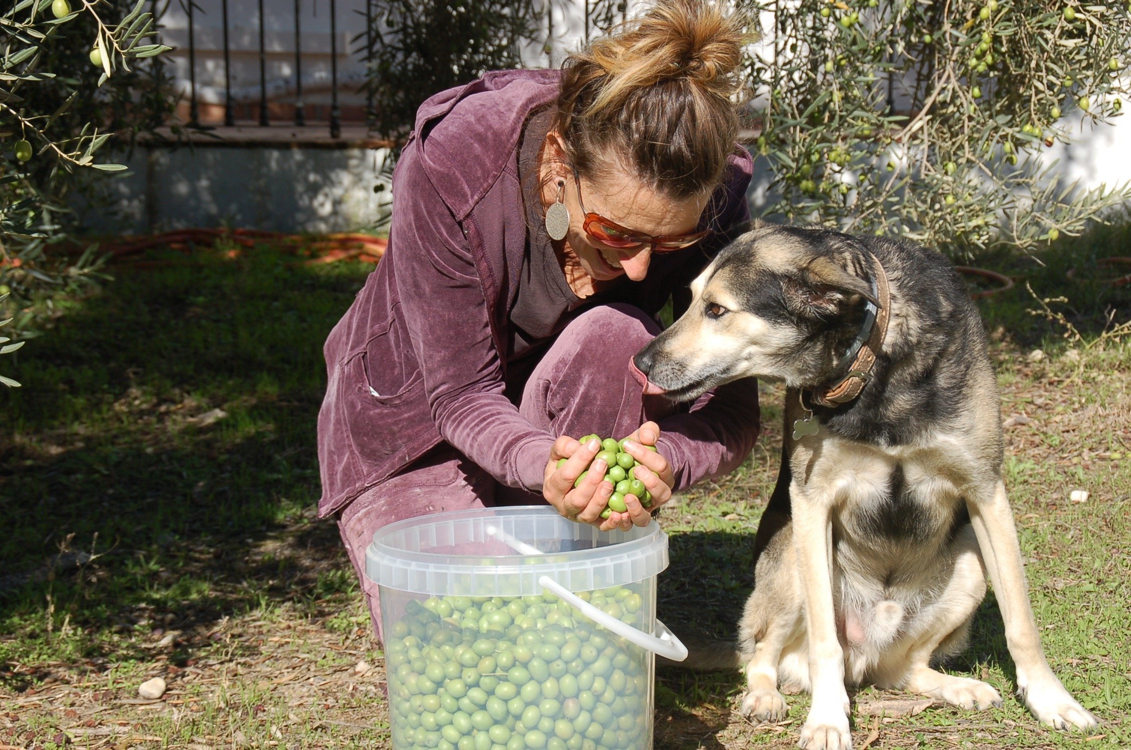 ökologische Oliven von casa valle de oro