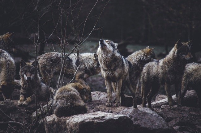 wolvenpark_antequera_lobopark_casa_valle_de_oro_kopie.jpg