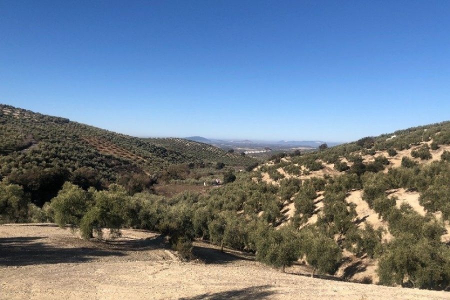 Casa Valle de Oro in het midden van olijfbomen